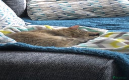 British Shorthair cats for sale: Shylo - Advert 4