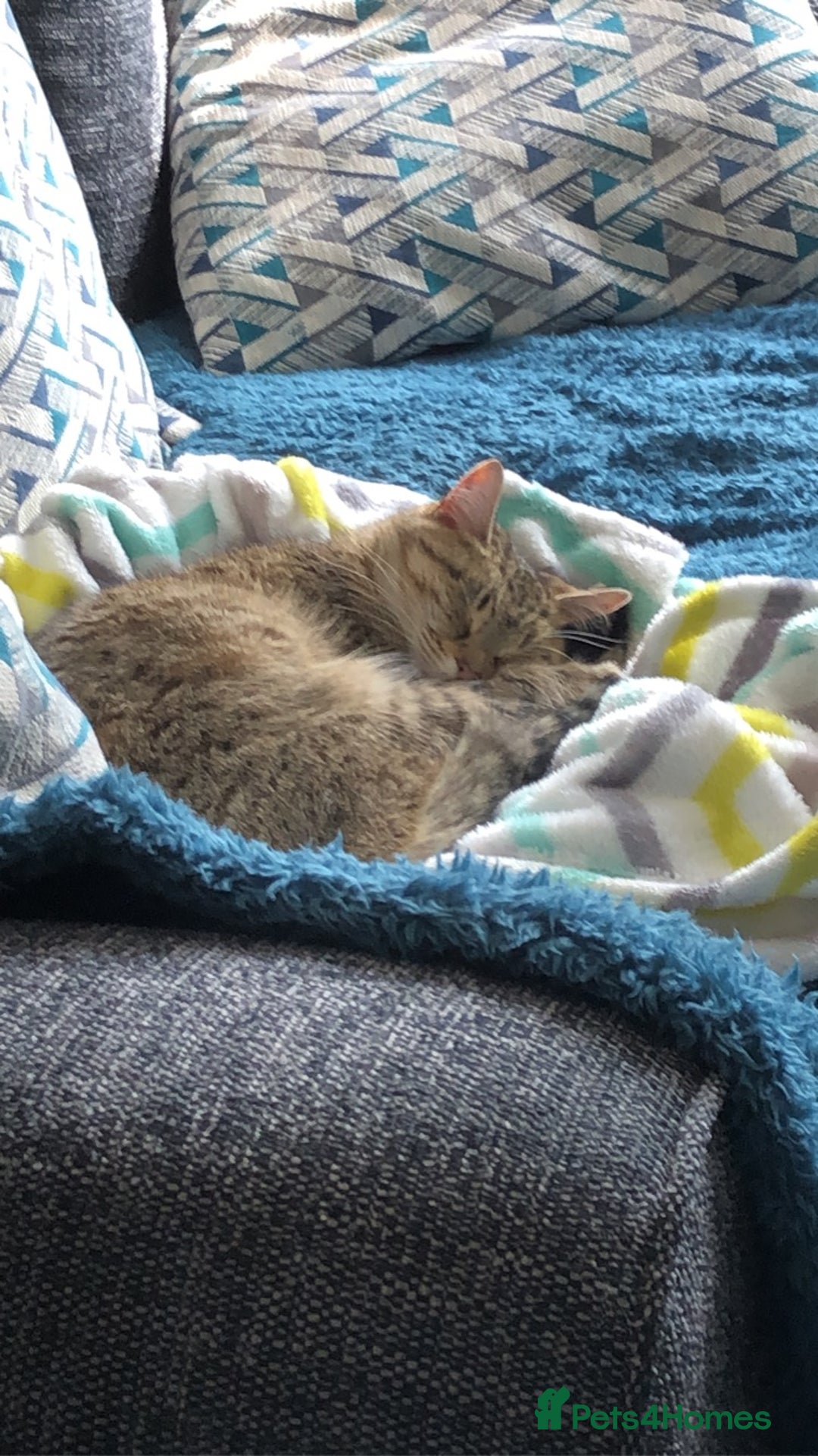 British Shorthair cats for sale: Shylo - Advert 4