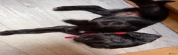 Cocker Spaniel dogs for sale: Beautiful Cocker Spaniel Puppies  - Advert 10