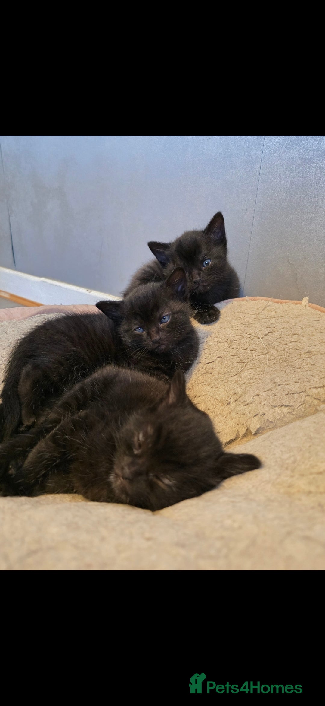 Mixed Breed cats for sale: Beautiful kittens for sale - Image 4