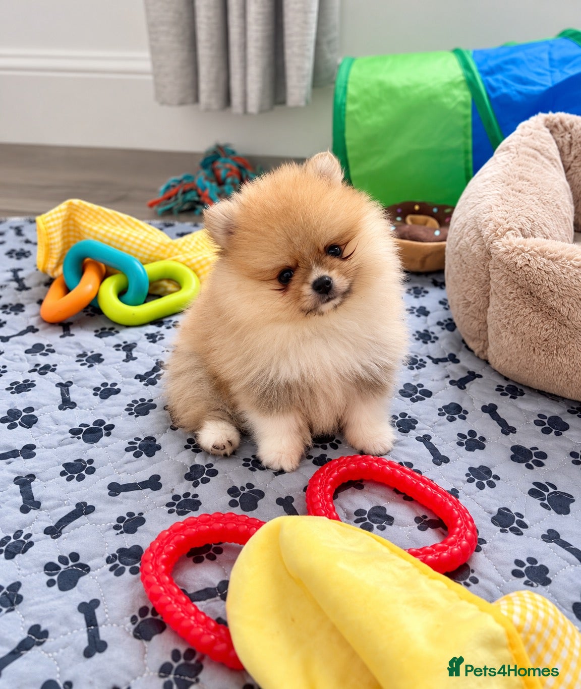 Pomeranian dogs Outstanding Orange Quality Teddy Bears 🧸  - Advert 1