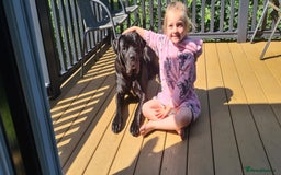 Cane Corso dogs for sale: 1year old cane corso *Silas* - Image 5