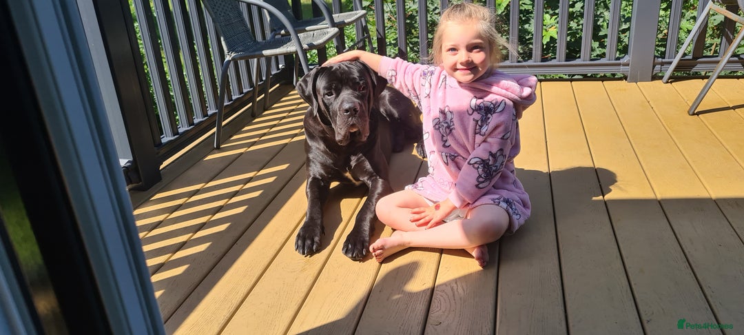 Cane Corso dogs for sale: 1year old cane corso *Silas* - Image 5