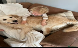 Golden Retriever dogs for sale: Rare & wonderful petite golden retrievers - Image 17
