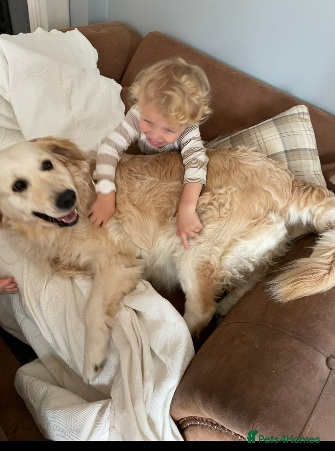 Golden Retriever dogs for sale: Rare & wonderful petite golden retrievers - Image 17