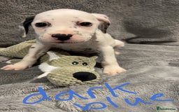 Mixed Breed dogs for sale: Dalmatianxboxer puppies  - Image 16