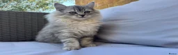 Persian cats for sale: Persian Chinchilla - Advert 4
