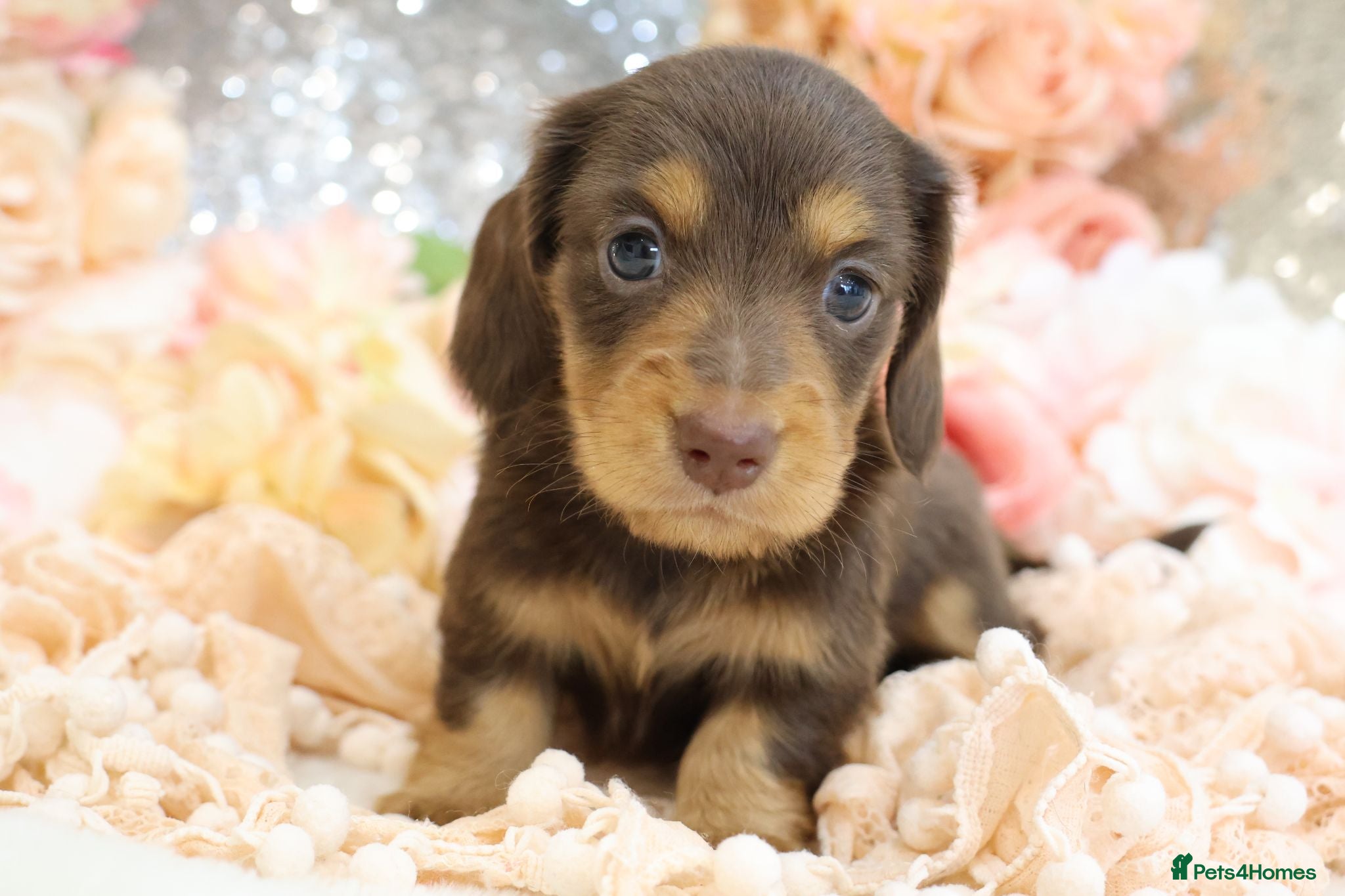 Miniature Dachshund dogs KC Longhair Miniature Dachshunds - Advert 1