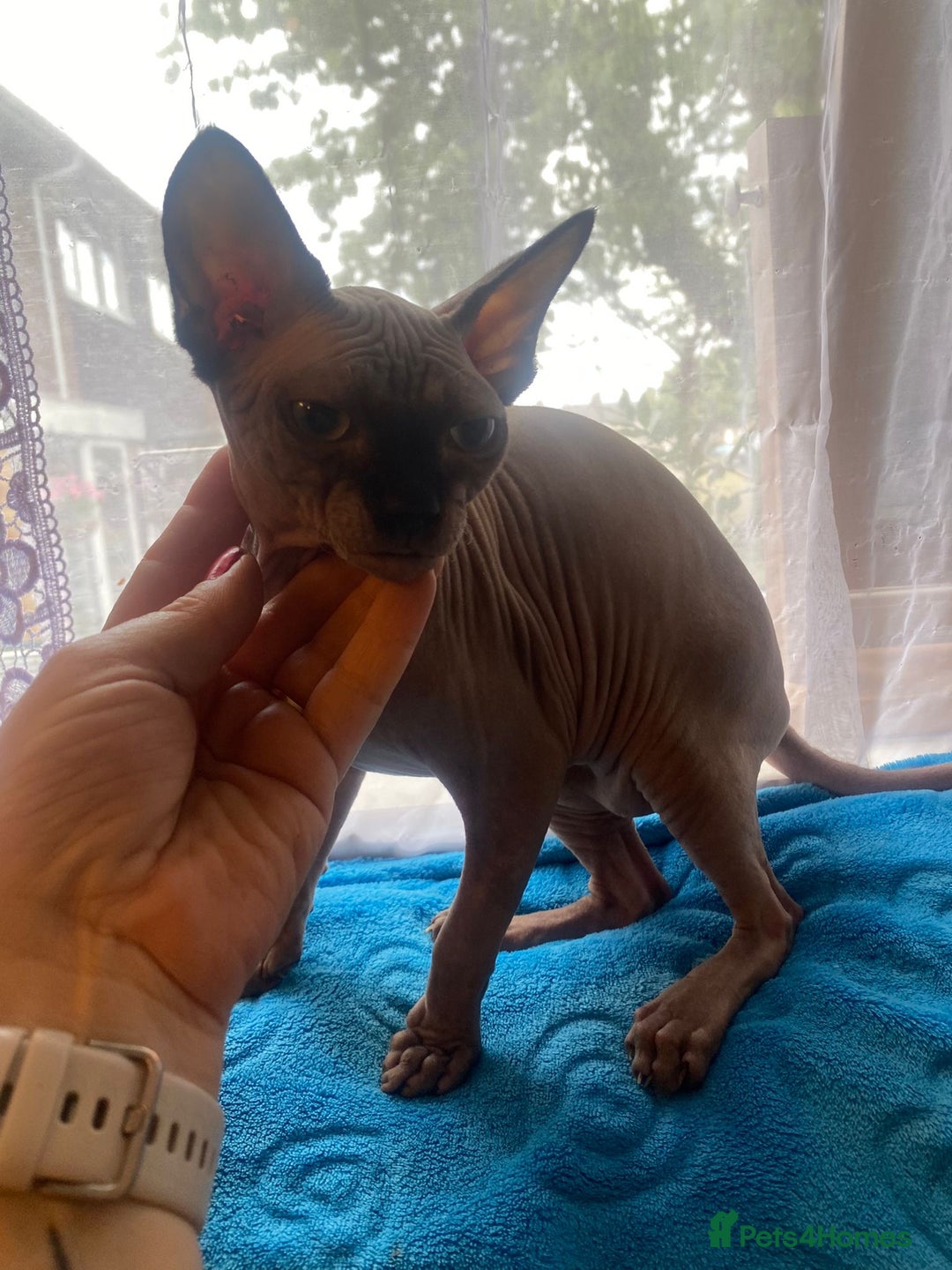 Sphynx cats for sale: Sphinx kitten ready now - Image 19