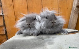 Mixed Breed rabbits for sale: Mini Lop x Lionheads Ready Now - Image 3