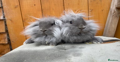 Mixed Breed rabbits - Advert 3