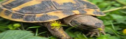 Hermann Tortoise reptiles for sale: Hermanns tortoises. 1 year old with article 10 - Advert 8