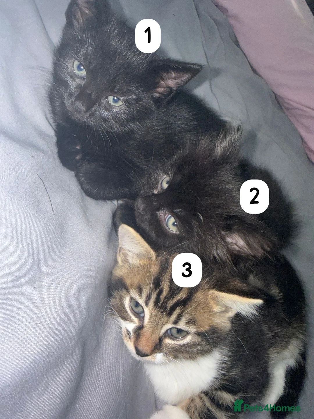 Domestic Shorthair cats for sale: Beautiful Kittens  - Advert 2