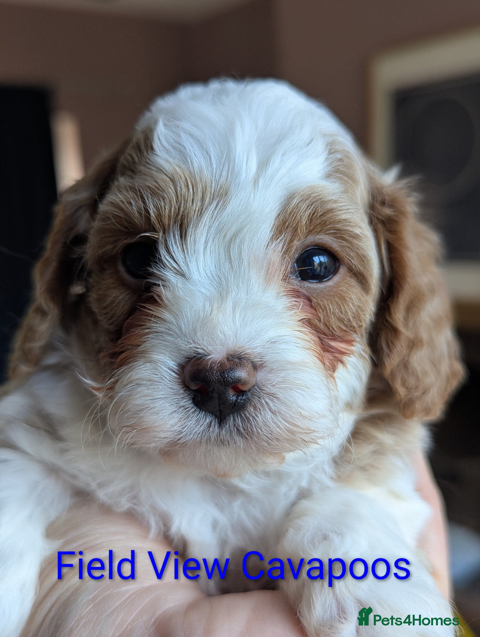 Cavapoo dogs F1 Extensively health tested Cavapoo puppies  - Advert 14