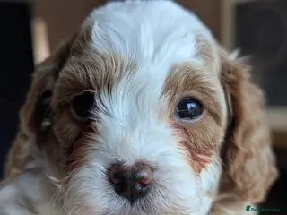 Cavapoo dogs F1 Extensively health tested Cavapoo puppies - Advert 14