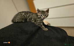 Mixed Breed cats for sale: Cute kittens ready for their new home - Advert 4