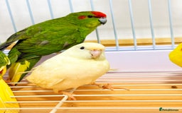 Parrots birds for sale: Beautiful Adorable Kakariki Talking Parrots - Image 13