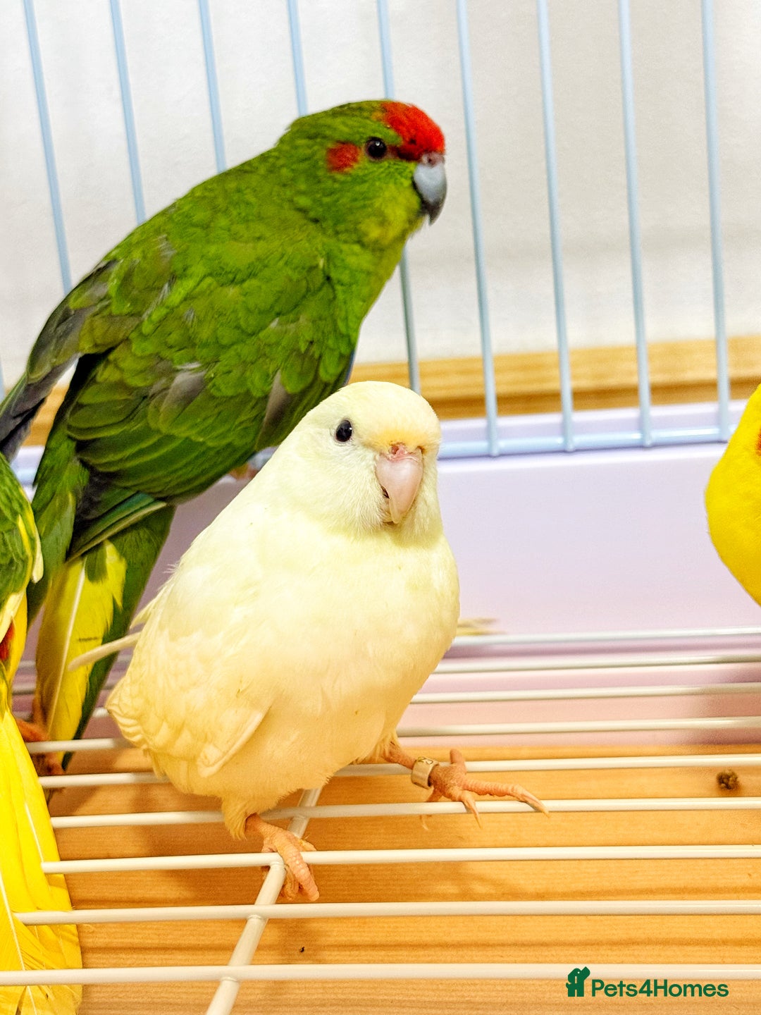 Parrots birds for sale: Beautiful Adorable Kakariki Talking Parrots - Image 13