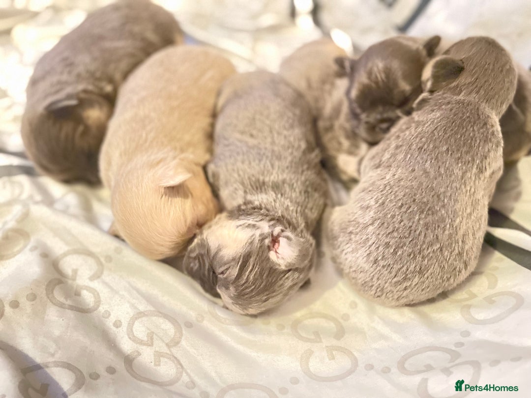 French Bulldog dogs for sale: 🩷🐶🐾6 Adorable fluffy French bulldogs 🩷🐶🐾 - Advert 17