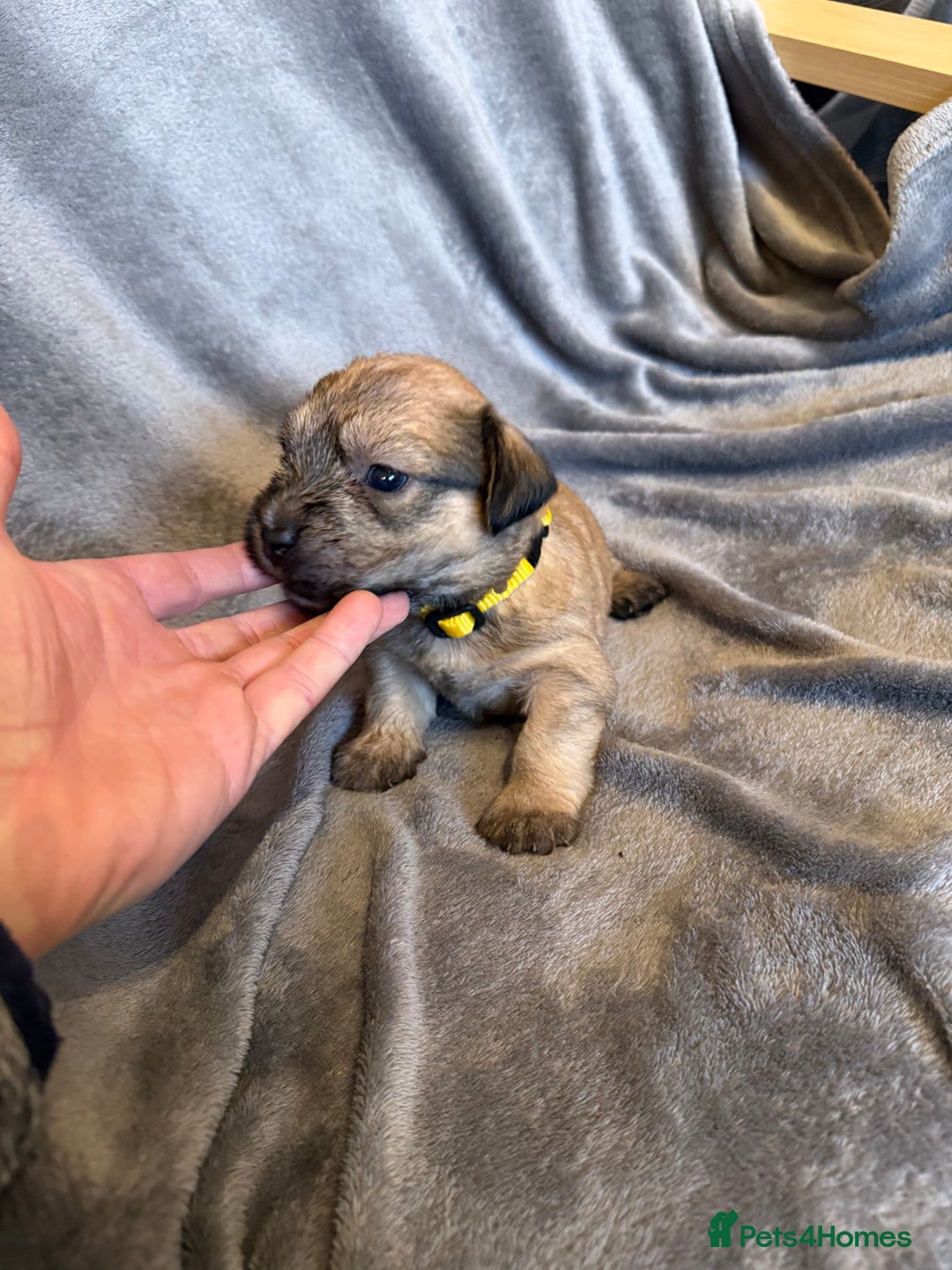 Glen of Imaal Terrier dogs for sale: Glen of Imaal terrier puppies - Advert 38