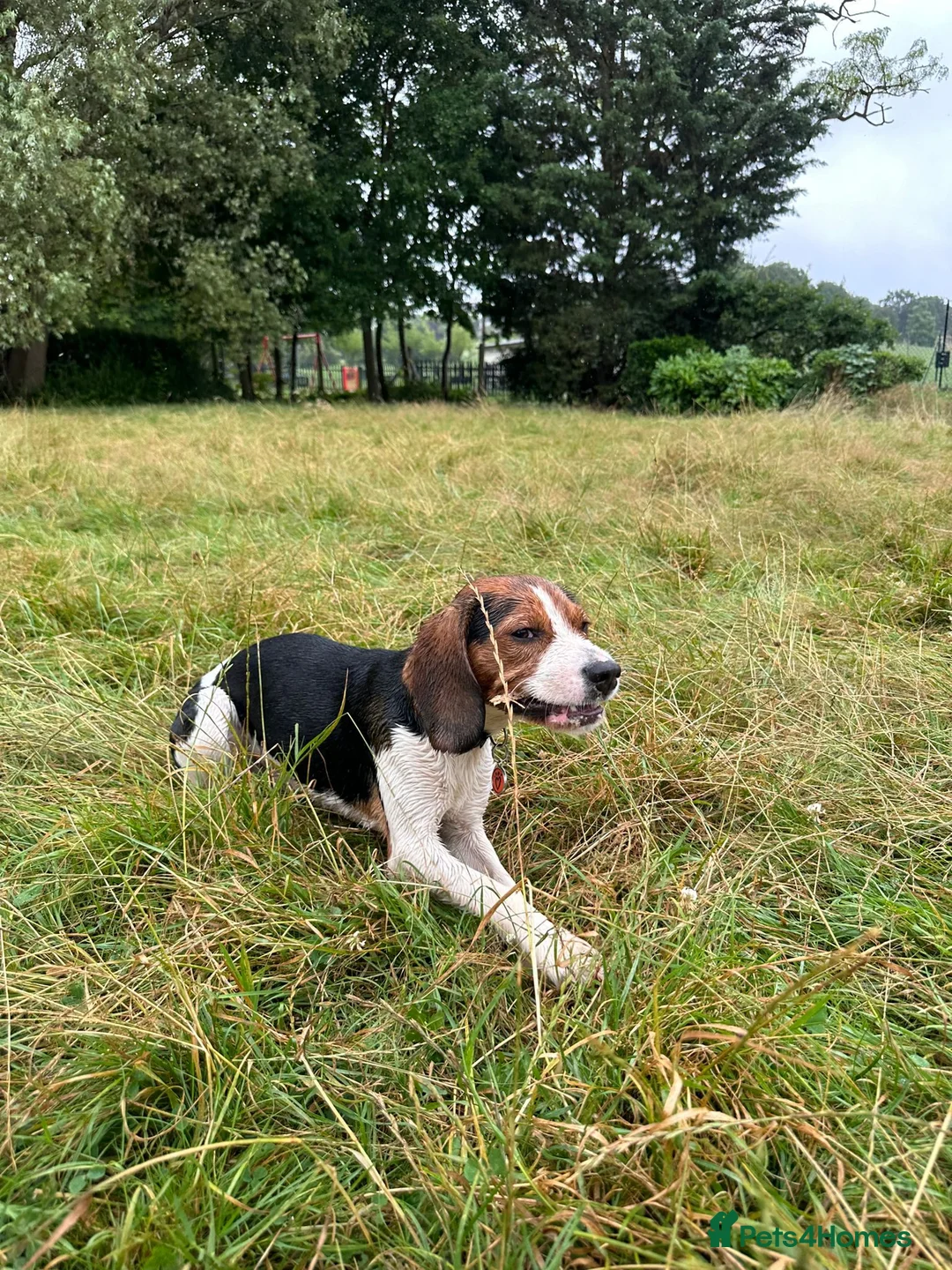 Beaglier dogs for stud: 🐾 Meet Pip! 🐶 - Advert 6