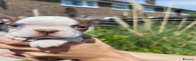 Boston Terrier Puppy 5