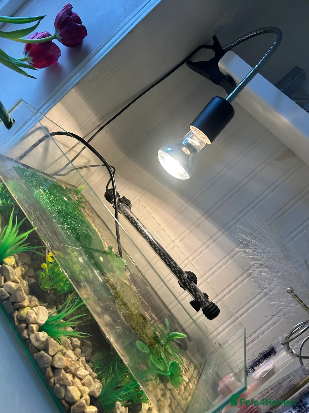 Turtle reptiles for sale: Black musk turtle  - Advert 6