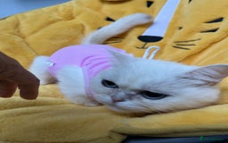 British Shorthair cats for sale: Champion lines for adoption  - Image 12
