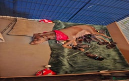 Mixed Breed dogs for sale: Lab/ staffys - Image 3