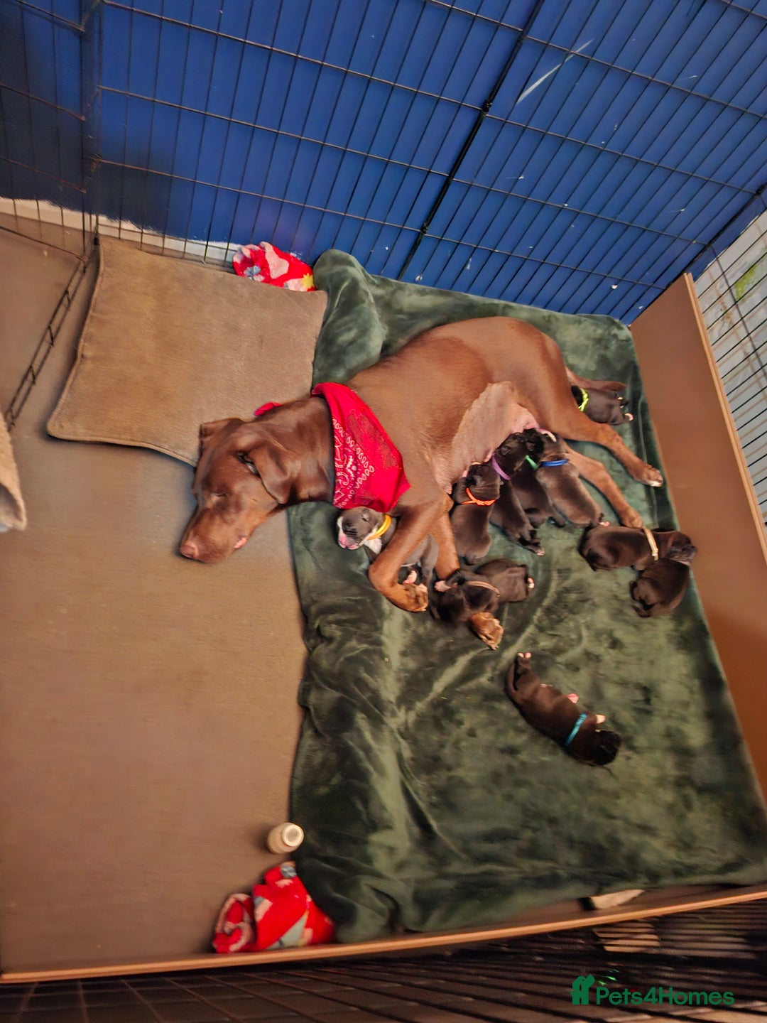Mixed Breed dogs for sale: Lab/ staffys - Image 3