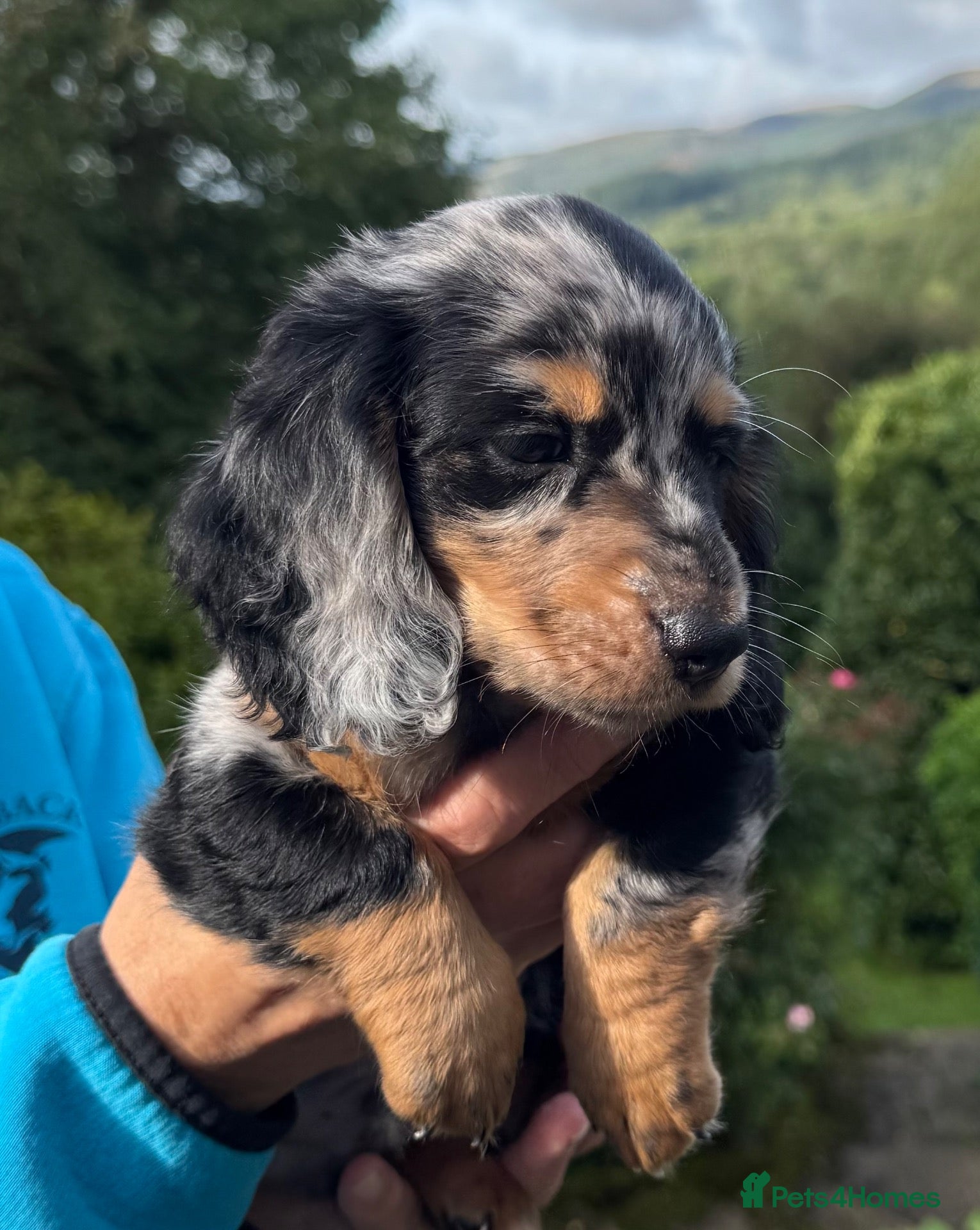 Dachshund dogs Miniature longhair dachshunds for sale - Advert 9