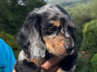 Dachshund dogs Miniature longhair dachshunds for sale - Advert 1