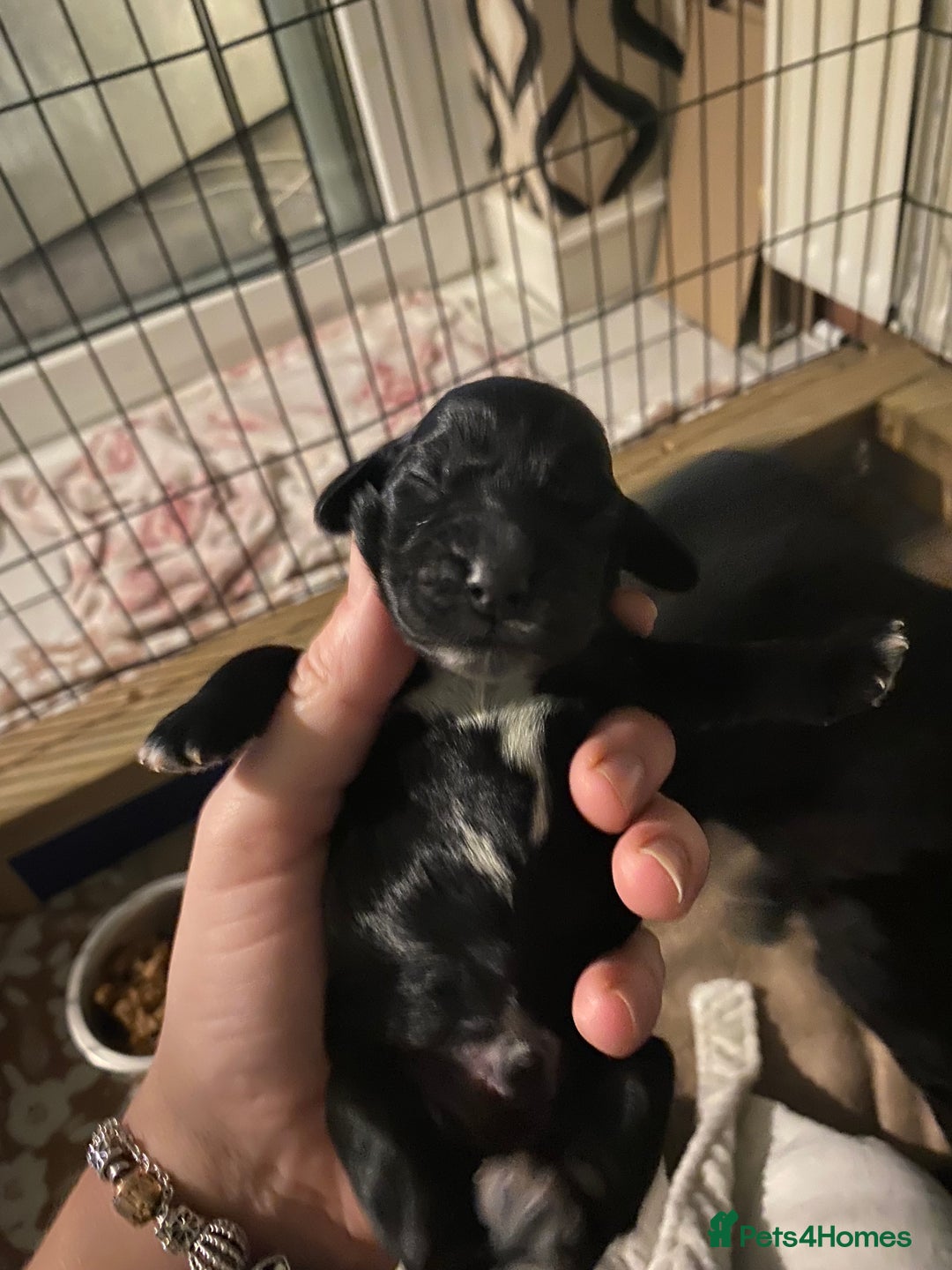 Cocker Spaniel dogs for sale: Cocker spaniels  - Advert 11