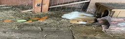 Guinea Pig rodents for sale: 2 pairs of guinea pigs  - Advert 5