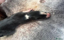 Mixed Breed dogs for sale: Pups for sale  - Image 7