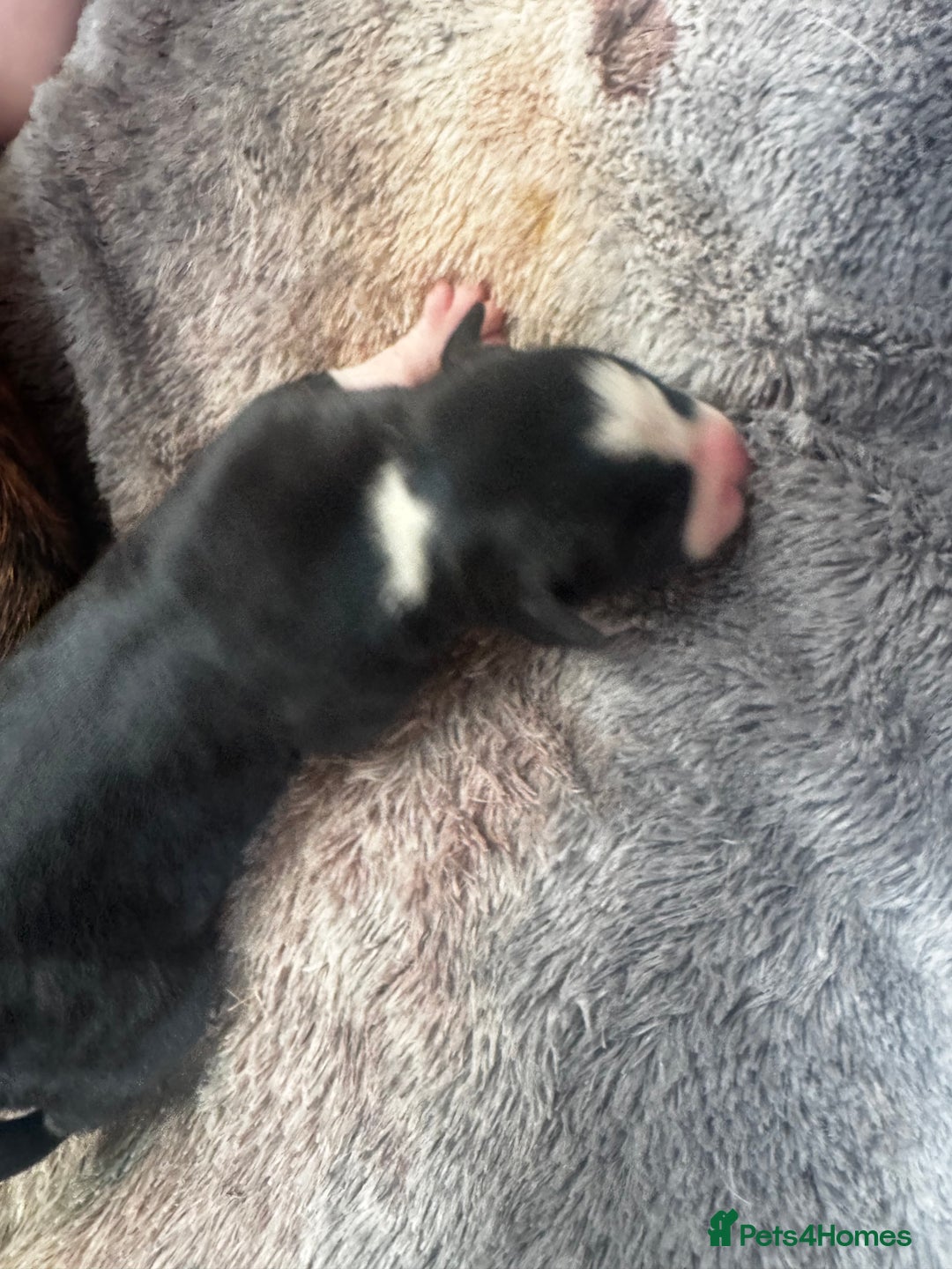 Mixed Breed dogs for sale: Pups for sale  - Image 7