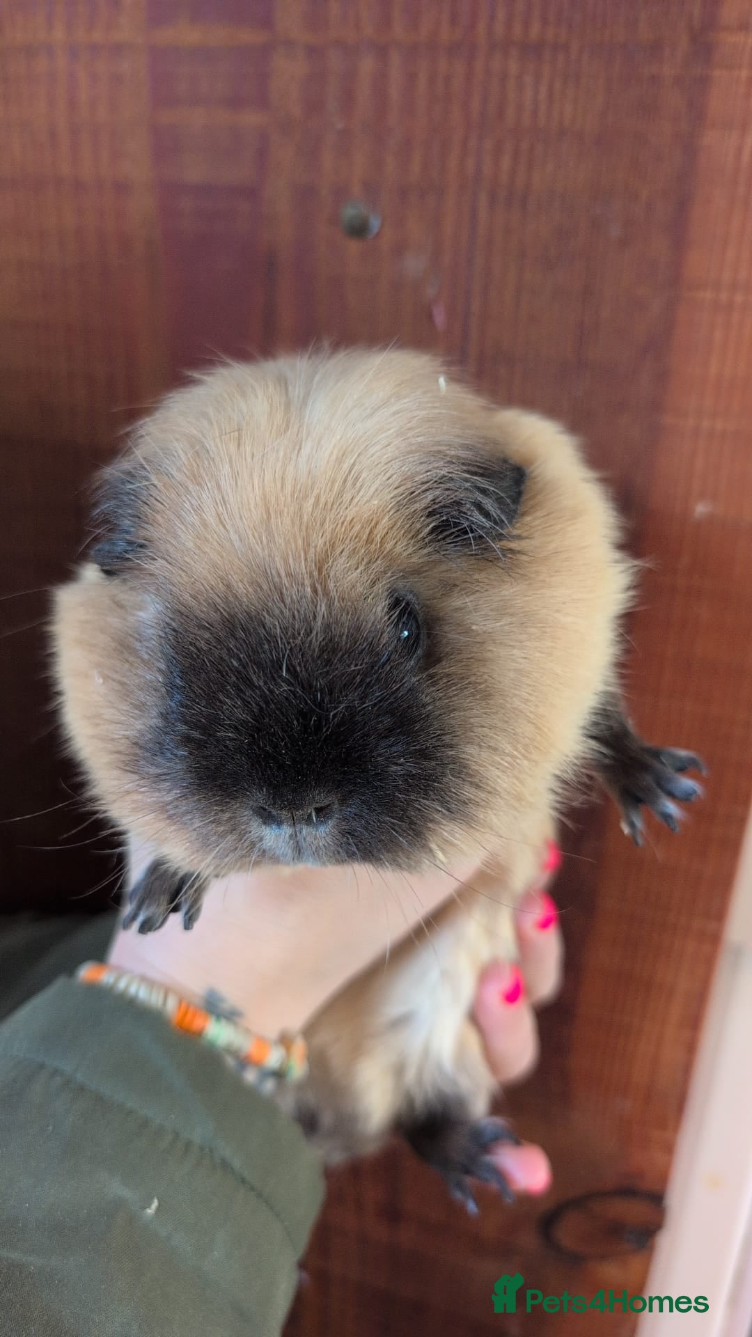 Guinea Pig rodents Guinea pigs  - Advert 1