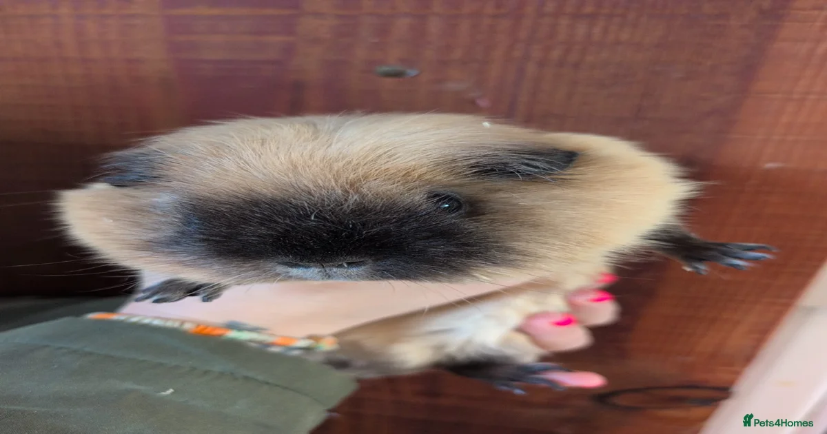 guinea-pig-rodents-for-sale-pets4homes