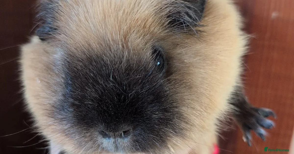 Guinea Pig Rodents For Sale Pets4Homes guinea-pig-rodents-for-sale-pets4homes