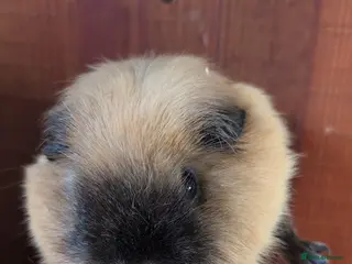 Guinea Pig rodents Guinea pigs - Advert 1