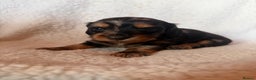 Miniature Dachshund dogs for sale: Beautiful KC silver dapple longhair miniature girl - Advert 9