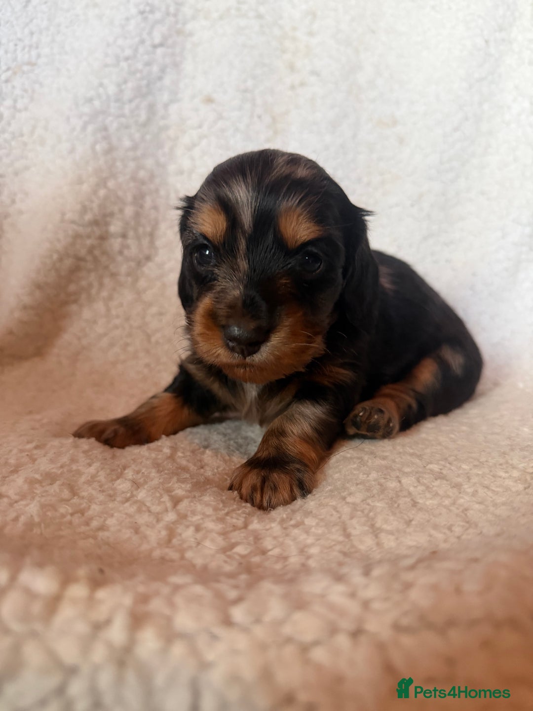 Miniature Dachshund dogs for sale: Beautiful KC silver dapple longhair miniature girl - Advert 9
