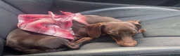 Miniature Dachshund dogs for sale: 🌟🌟Beautiful tan/fawn miniature dachshund🌟 🌟 - Advert 21
