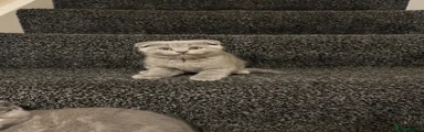 Scottish Fold 2