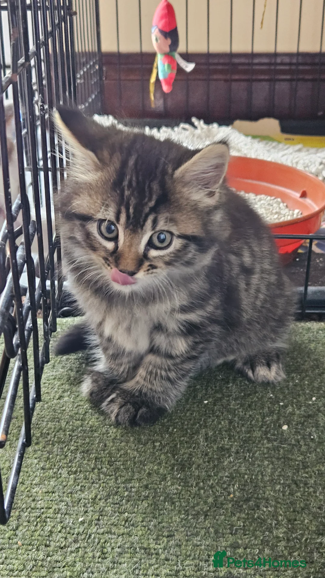 British Longhair cats for sale: Kittens  - Advert 19