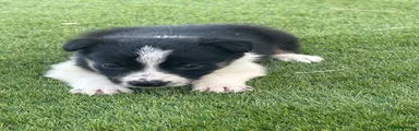 Border Collie 1