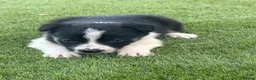 Border Collie dogs for sale: Registered World Class bred Pups for sale - Advert 11