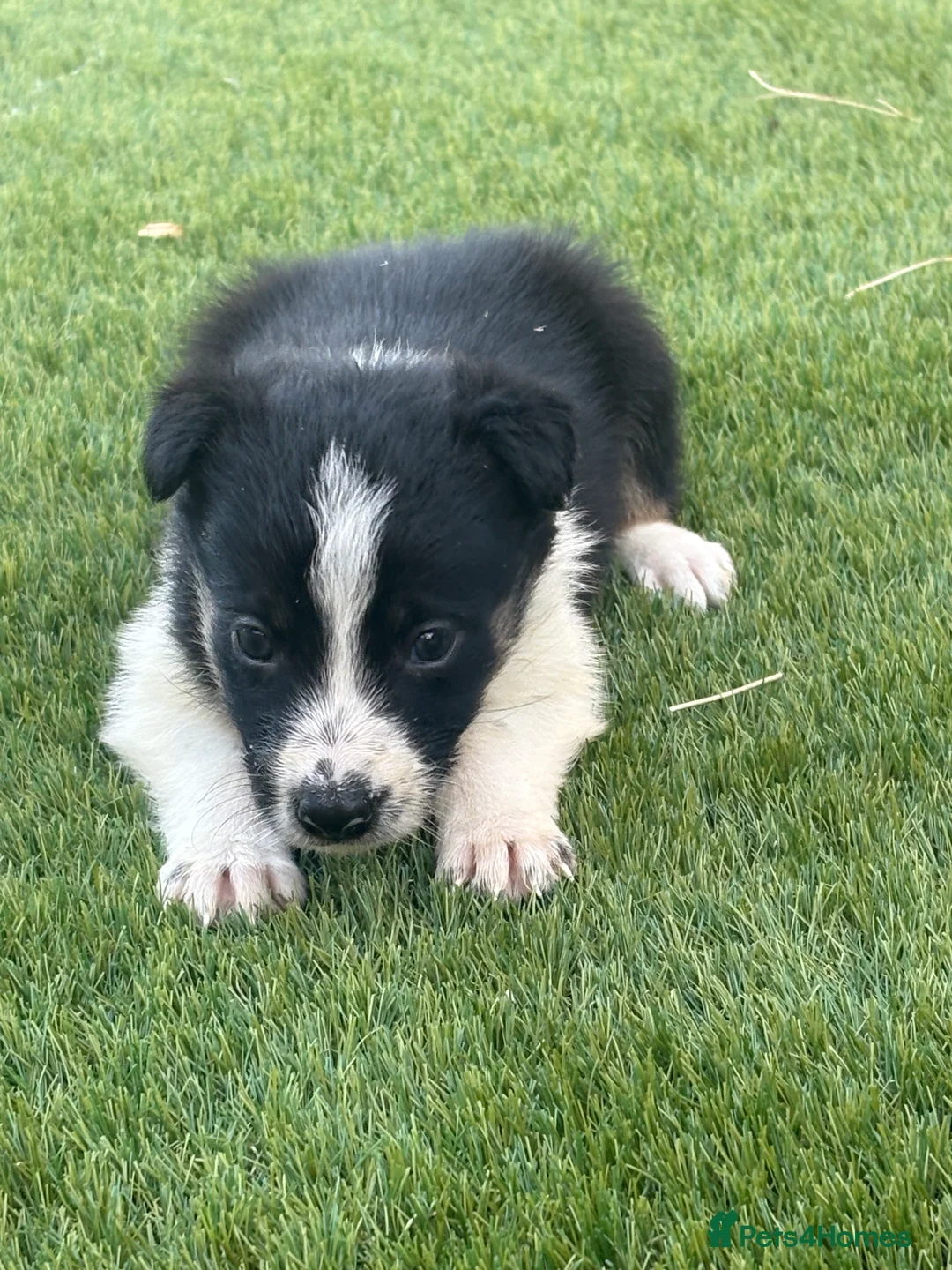 Border Collie dogs for sale: Registered World Class bred Pups for sale - Advert 11