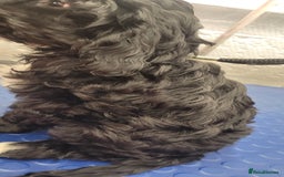 Cockapoo dogs for sale: 3 Stunning Black F1 Show Type Cockapoos  in Mansfield - Image 5