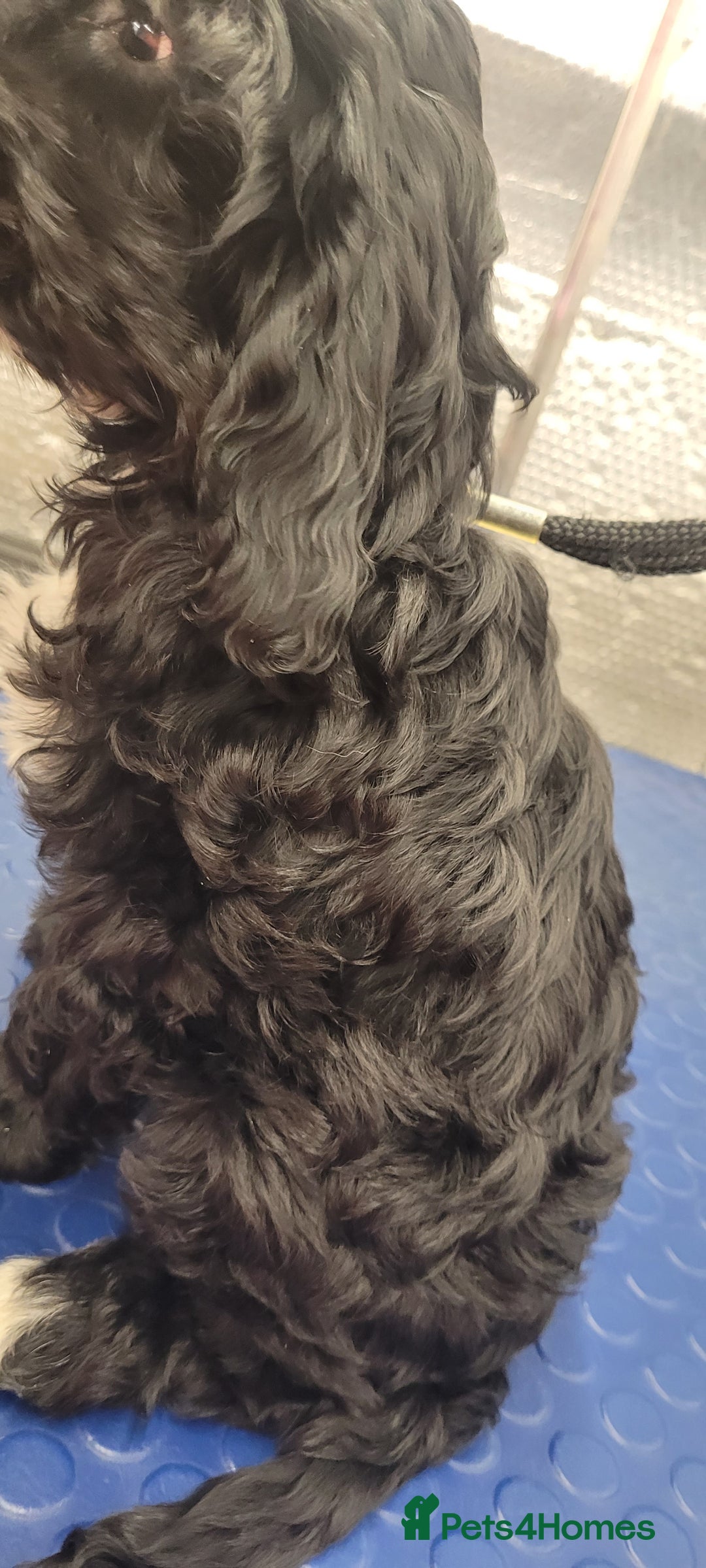 Cockapoo dogs for sale: 3 Stunning Black F1 Show Type Cockapoos  in Mansfield - Image 5